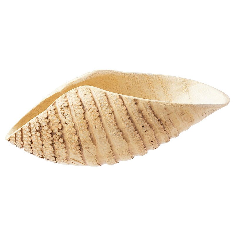 Paderno Sushı Contaıner Kabuk 32X12X10 cm - 3