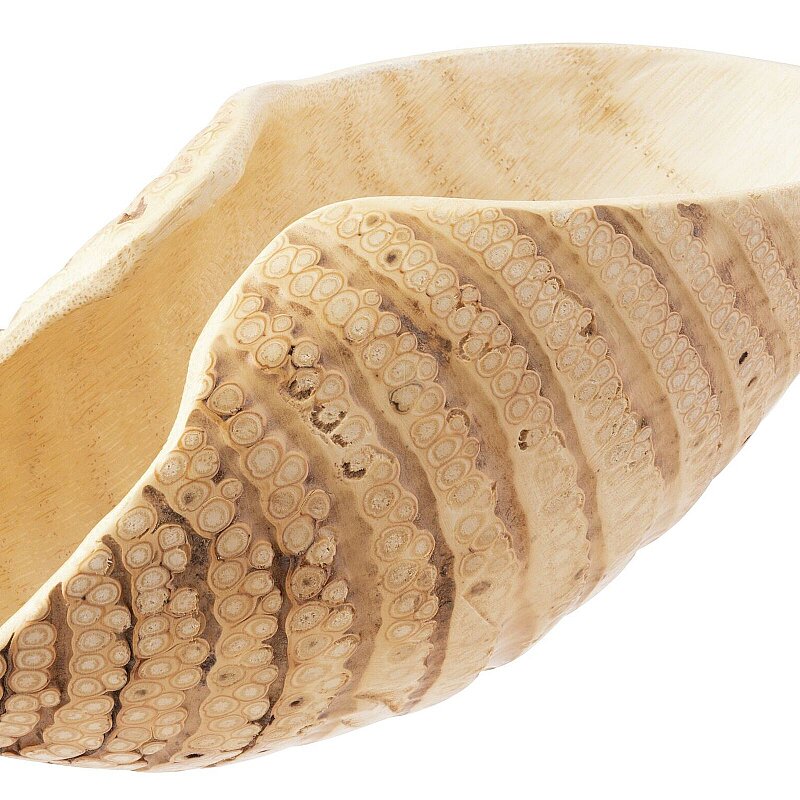 Paderno Sushı Contaıner Kabuk 32X12X10 cm - 5